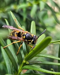 Macro photo of a wasp on the grass. Wasp insect. Close up. closeup view of insect at nature