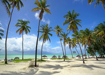 palm trees on the beach with turquoise sea