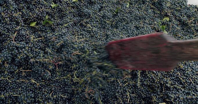 Grape harvest. Squeeze The Grape With The Press. Making Wine At Winery Grape sheller at the work with red grapes. Stemmer crusher crushing grapes at a winery. Wine making process.