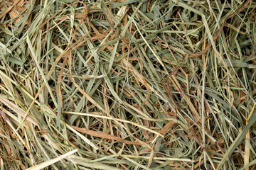Dehydrated Dried Grass for hay production in agriculture