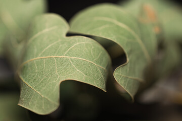 Close-up of curled oak leaves.