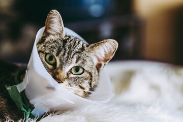 Jeune chat tigré malade portant une collerette -  Soins vétérinaires félin