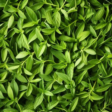 Stevia texture background, sweet leaf pattern, stevia rebaudiana banner, sugar substitute mockup