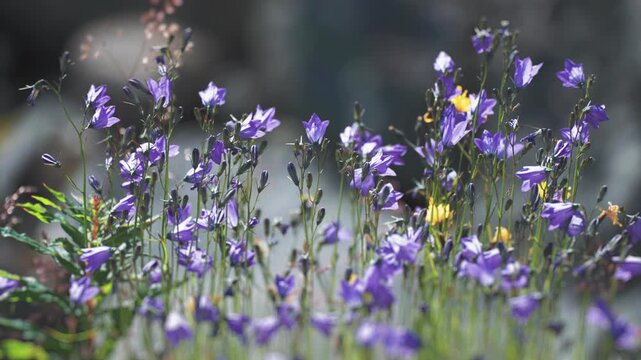 A close-up shot of the bluebell bellflowers swaying in the wind on the blurry background as bees gather nectar and flock over the flowers