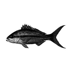 Yellowtail Snapper hand drawing vector isolated on background.