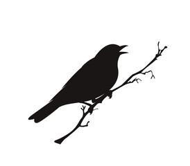 bird silhouette