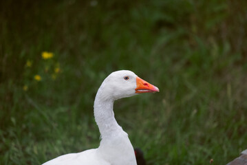 Stolze Gans mit gestrecktem Hals vor dunkler Wiese