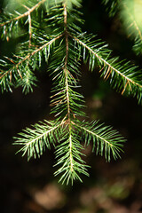 Close up of twig of needles of green fir tree in forest