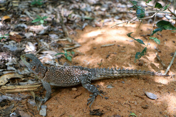 Collared lizard on the rock