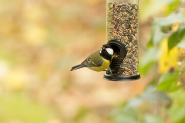 great tit eating seeds from a feeder. seasonal bird feeding. © Tomasz Podlak