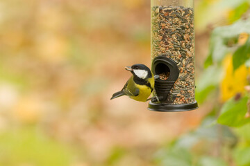 great tit eating seeds from a feeder. seasonal bird feeding.