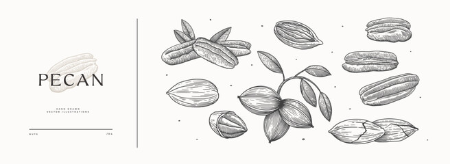 Pecan nut. Tropical fetus shelled. Organic food concept. It can be used as a decoration element for markets, menus, and packaging. Vintage botanical illustrations.