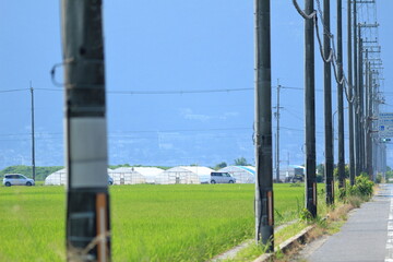 Fototapeta premium 水田の中を通るまっすぐな道ぞいに立つたくさんの電柱