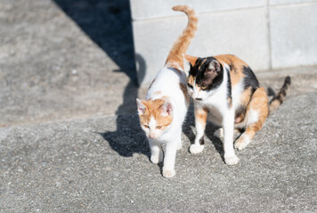 毛色の違う猫の親子