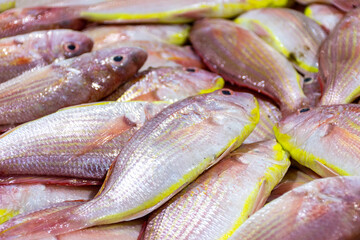 Fresh fish in Waterfront Market in Dubai City, United Arab Emirates.