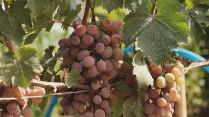Growing pink grapes in the garden. Ripening blue grapes in autumn. Harvesting pink grapes.