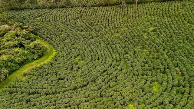 Aerial footage of the vast coffee plantations at the mountains of Costa Rica at sunset