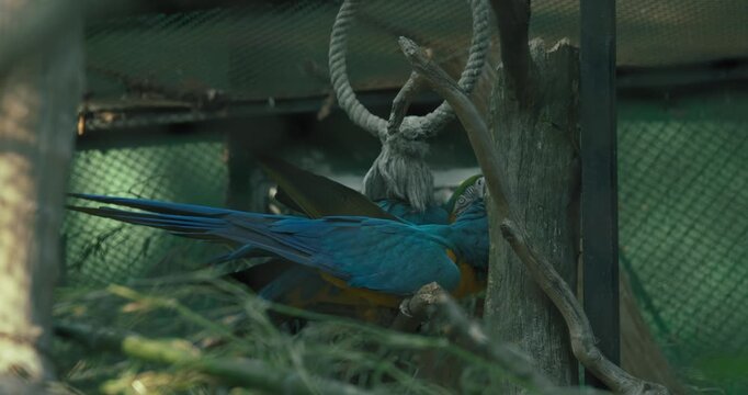 Pair of Blue and Yellow Macaws perched inside an enclosure