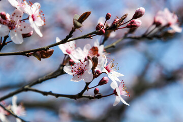 Beautiful Cherry Blossoms in Full Bloom
