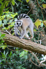 Ring-tailed lemur, Madagascar lemur cotta