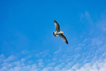 Seagull. Close-up of seagull, flying over blue sky with clouds on sunny day