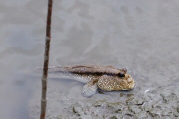 Blue-spotted Mudskipper (Boleophthalmus boddarti) at mangrove forest