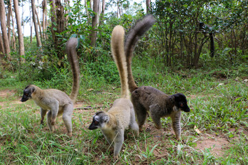  Madagascar lemur