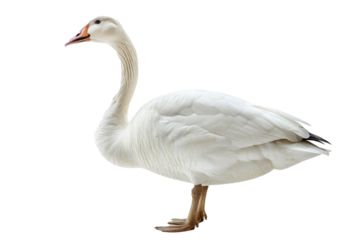 goose isolated on white