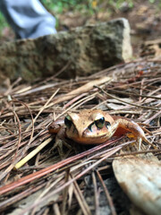 frog in the rainforest