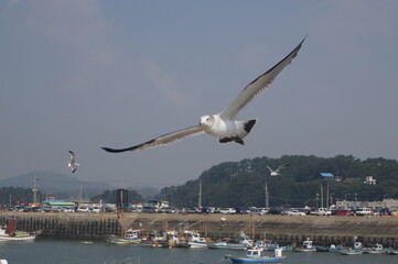 갈매기