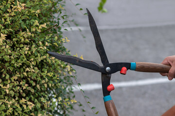 Young man trimming bushes with garden scissors