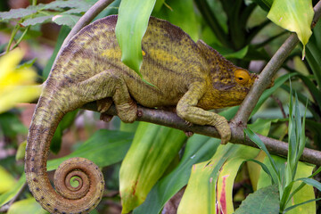 King chameleon, Madagascar 