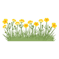 yellow buttercups, field flowers, vector drawing wild plants and green grass at white background, floral elements, hand drawn botanical illustration
