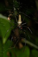 Nephila maculata is a large spider. Females can have a body length of about 15 to 25 millimeters...