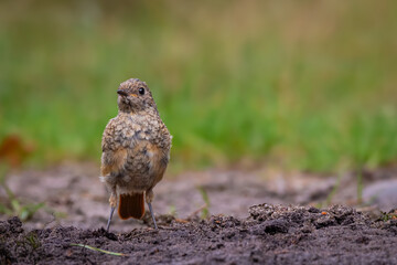 Collared redstart on the ground