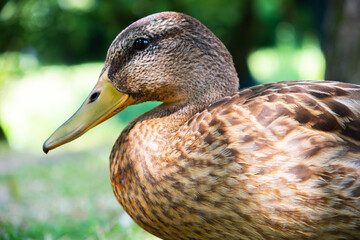 Photo of the brown duck in the foreground standing sideways