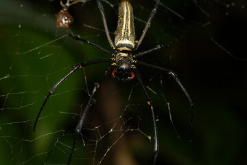 Nephila maculata (大木林蜘蛛) is a large orb-weaving spider known for its long legs and golden silk. Females are much larger than males and often seen hanging in giant webs. 