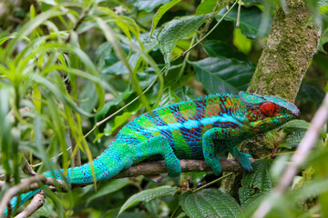 chameleon on a branch