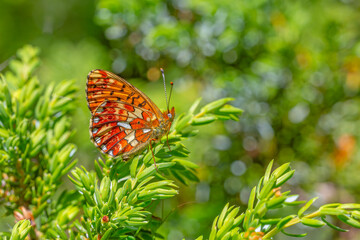 green background and red butterfly, Pearl-bordered Fritillar, Boloria euphrosyne