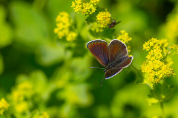 tiny butterfly on grass, Small Blue, Cupido minimus