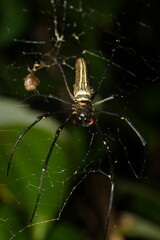 Nephila maculata is a large spider. Females can have a body length of about 15 to 25 millimeters and a leg span that can reach up to 150 millimeters. Males are significantly smaller.|大木林蜘蛛