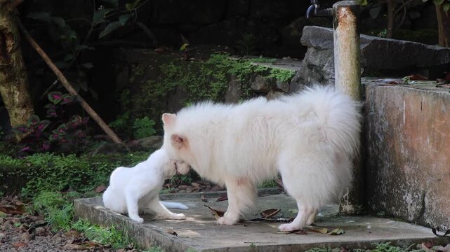 Dog's Sexual Advances Towards a Cat. The dog attempts to mate with the cat and the cat&rsquo;s facial expressions clearly convey its displeasure and desire to escape from the situation. Dog humping cat.