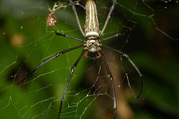 Nephila maculata is a large spider. Females can have a body length of about 15 to 25 millimeters and a leg span that can reach up to 150 millimeters. Males are significantly smaller.|大木林蜘蛛