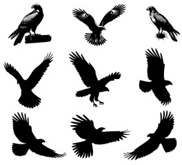 Fototapeta premium set of silhouettes of Eagle, Eagle silhouette set vector design big pack of illustration and icon