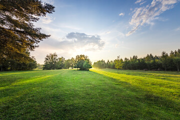 A large field of grass with a tree in the middle