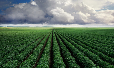 Landscape of expansive green field under dramatic cloudy skies