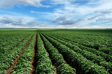 Expansive green farmland under a bright blue sky with clouds