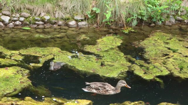 Wild duck swim and diving in pond in summer. Sunny day and wild animal life on and under water. Nature and lake. 