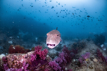 Big puffer fish, looks intimidating but is kind and cute.