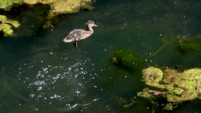Wild duck swim and diving in pond in summer. Sunny day and wild animal life on and under water. Nature and lake. 